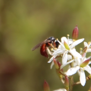 Exoneura sp. (genus) at Mongarlowe, NSW - 2 Mar 2023