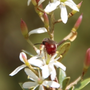 Exoneura sp. (genus) at Mongarlowe, NSW - 2 Mar 2023