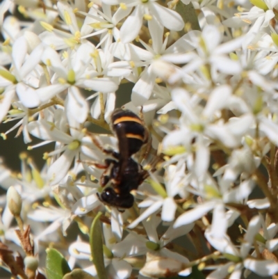 Lasioglossum (Australictus) tertium (Halictid bee) at Mongarlowe River - 2 Mar 2023 by LisaH
