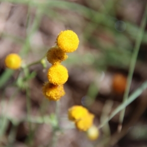 Chrysocephalum apiculatum at Mongarlowe, NSW - suppressed