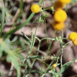 Chrysocephalum apiculatum at Mongarlowe, NSW - suppressed