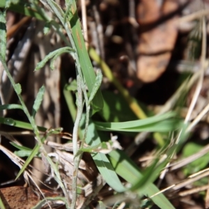 Chrysocephalum apiculatum at Mongarlowe, NSW - suppressed