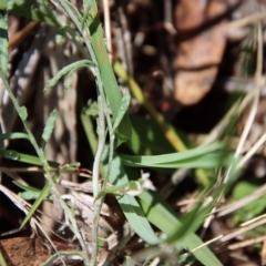 Chrysocephalum apiculatum at Mongarlowe, NSW - 2 Mar 2023