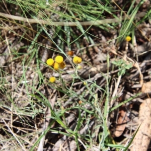 Chrysocephalum apiculatum at Mongarlowe, NSW - suppressed