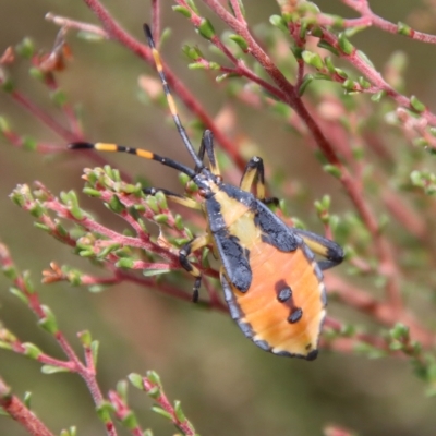 Amorbus (genus) (Eucalyptus Tip bug) at Mongarlowe, NSW - 2 Mar 2023 by LisaH