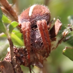 Hortophora sp. (genus) (Garden orb weaver) at Mongarlowe, NSW - 2 Mar 2023 by LisaH