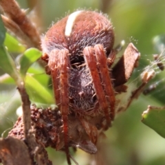 Hortophora sp. (genus) (Garden orb weaver) at QPRC LGA - 2 Mar 2023 by LisaH