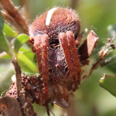 Hortophora sp. (genus) (Garden orb weaver) at Mongarlowe, NSW - 2 Mar 2023 by LisaH