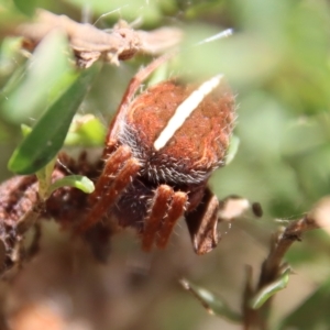 Hortophora sp. (genus) at Mongarlowe, NSW - 2 Mar 2023