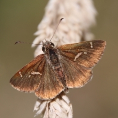 Toxidia parvula (Banded Grass-skipper) at QPRC LGA - 2 Mar 2023 by LisaH