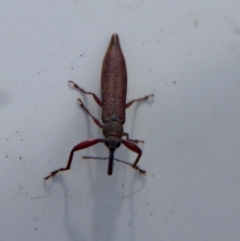 Rhinotia phoenicoptera (Belid weevil) at Mongarlowe, NSW - 2 Mar 2023 by LisaH