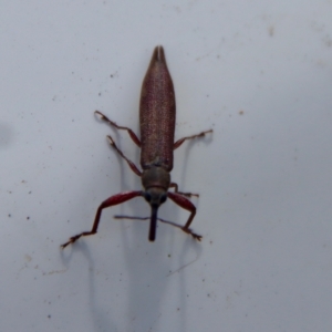 Rhinotia phoenicoptera at Mongarlowe, NSW - suppressed