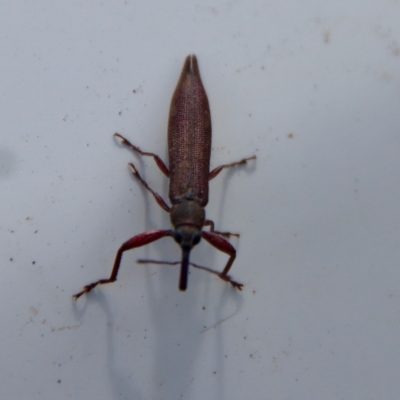 Rhinotia phoenicoptera (Belid weevil) at QPRC LGA - 2 Mar 2023 by LisaH