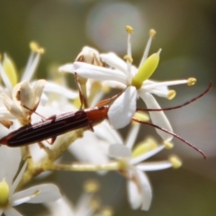 Syllitus sp. (genus) (Syllitus longhorn beetle) at Mongarlowe River - 2 Mar 2023 by LisaH