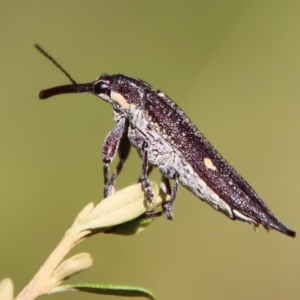 Rhinotia bidentata at Mongarlowe, NSW - suppressed