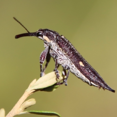 Rhinotia bidentata (Two-spot Rhinotia weevil) at Mongarlowe, NSW - 2 Mar 2023 by LisaH