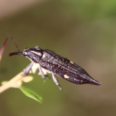 Rhinotia bidentata at Mongarlowe, NSW - suppressed