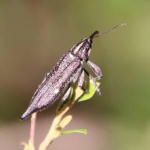 Rhinotia bidentata at Mongarlowe, NSW - suppressed