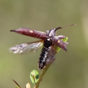 Rhinotia bidentata at Mongarlowe, NSW - suppressed