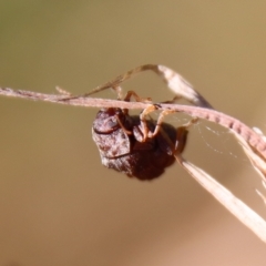 Cadmus sp. (genus) (Unidentified Cadmus leaf beetle) at QPRC LGA - 2 Mar 2023 by LisaH