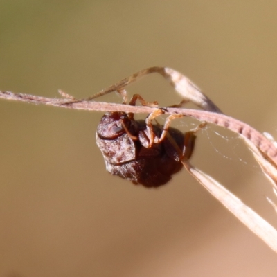 Cadmus sp. (genus) (Unidentified Cadmus leaf beetle) at QPRC LGA - 2 Mar 2023 by LisaH