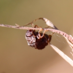 Cadmus sp. (genus) (Unidentified Cadmus leaf beetle) at Mongarlowe River - 2 Mar 2023 by LisaH