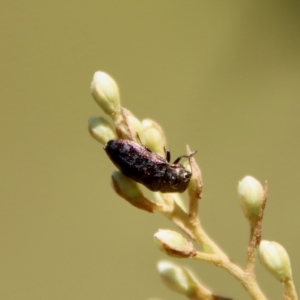 Diphucrania sp. (genus) at Mongarlowe, NSW - 2 Mar 2023