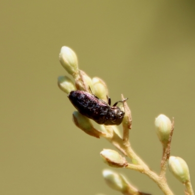 Diphucrania sp. (genus) (Jewel Beetle) at Mongarlowe River - 2 Mar 2023 by LisaH