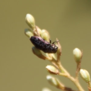 Diphucrania sp. (genus) at Mongarlowe, NSW - 2 Mar 2023