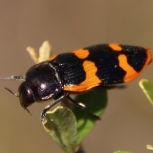 Castiarina bremei at Mongarlowe, NSW - 2 Mar 2023