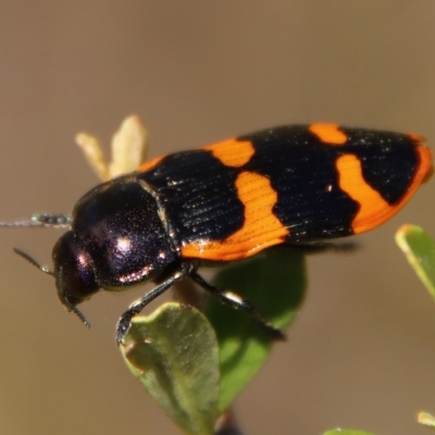 Castiarina bremei (A jewel beetle) at Mongarlowe, NSW - 2 Mar 2023 by LisaH