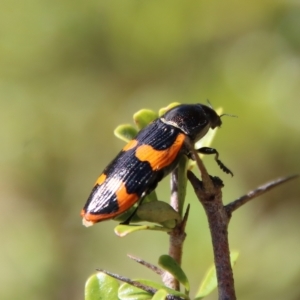 Castiarina bremei at Mongarlowe, NSW - 2 Mar 2023