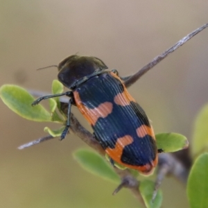 Castiarina bremei at Mongarlowe, NSW - 2 Mar 2023