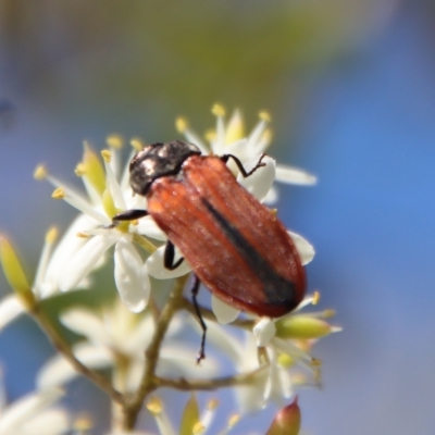 Castiarina erythroptera (Lycid Mimic Jewel Beetle) at QPRC LGA - 2 Mar 2023 by LisaH