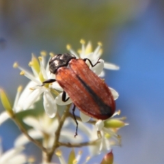 Castiarina erythroptera (Lycid Mimic Jewel Beetle) at Mongarlowe, NSW - 2 Mar 2023 by LisaH