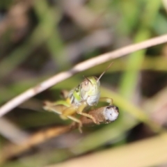 Praxibulus sp. (genus) (A grasshopper) at QPRC LGA - 2 Mar 2023 by LisaH