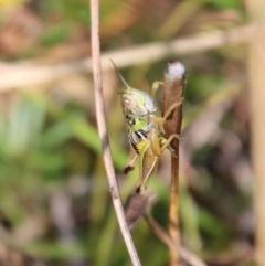 Praxibulus sp. (genus) at Mongarlowe, NSW - 2 Mar 2023