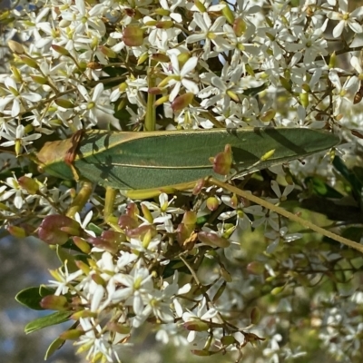 Terpandrus sp. (genus) (Gumleaf Katydid) at QPRC LGA - 2 Mar 2023 by LisaH