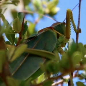 Terpandrus sp. (genus) at Mongarlowe, NSW - 2 Mar 2023