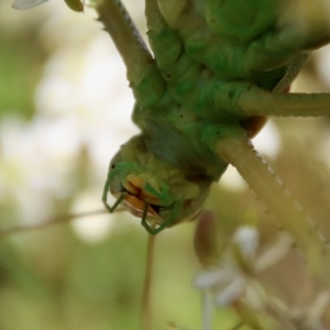 Terpandrus sp. (genus) at Mongarlowe, NSW - 2 Mar 2023