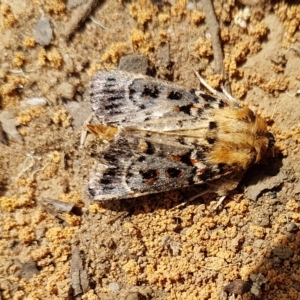 Proteuxoa sanguinipuncta at Penrose, NSW - suppressed