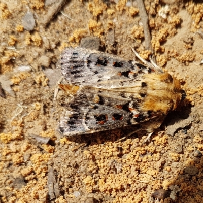 Proteuxoa sanguinipuncta (Blood-spotted Noctuid) at Penrose - 2 Mar 2023 by Aussiegall