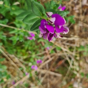 Polygala myrtifolia at Latham, ACT - 28 Feb 2023