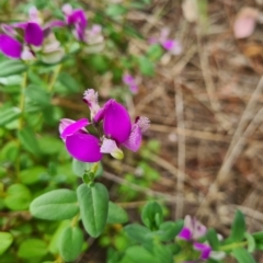 Polygala myrtifolia at Latham, ACT - 28 Feb 2023