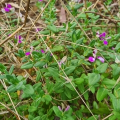 Polygala myrtifolia at Latham, ACT - 28 Feb 2023