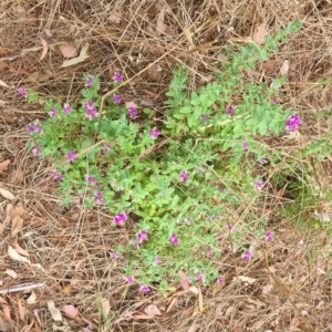 Polygala myrtifolia at Latham, ACT - 28 Feb 2023