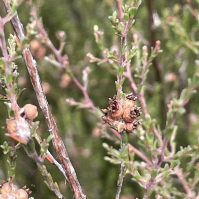 Kunzea parvifolia (Violet Kunzea) at Sweeney's TSR - 1 Mar 2023 by JaneR