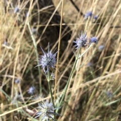 Eryngium ovinum (Blue Devil) at Wamboin, NSW - 3 Mar 2023 by Gdbush