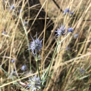 Eryngium ovinum at Wamboin, NSW - 3 Mar 2023 08:55 AM