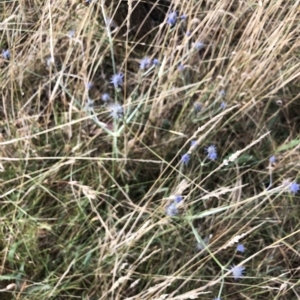 Eryngium ovinum at Wamboin, NSW - 3 Mar 2023